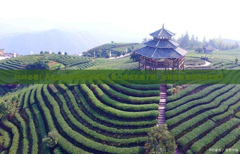 大雪山古树普洱熟茶