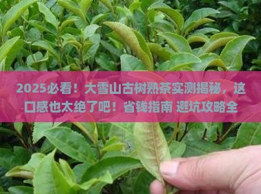 大雪山古树普洱熟茶
