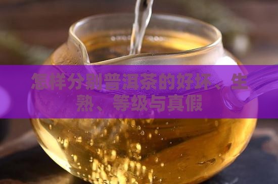 怎样分别普洱茶