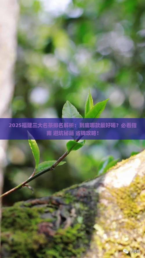 福建三大名茶排名