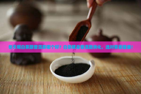 冬天喝白茶跟普洱茶哪个好