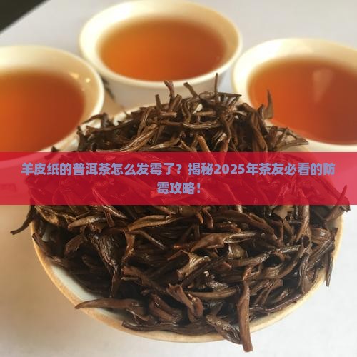 羊皮纸的普洱茶有霉
