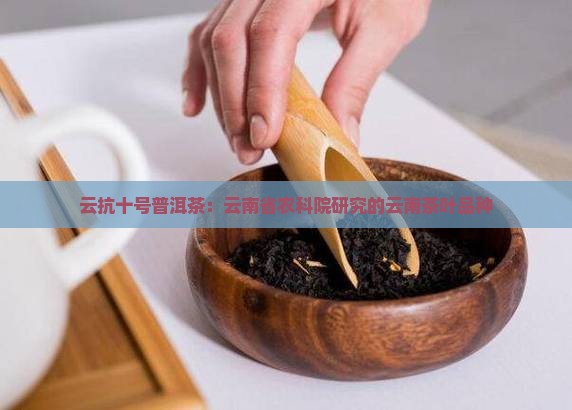 云抗十号普洱茶