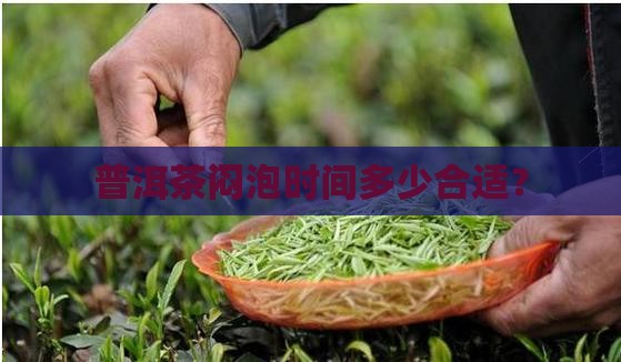 普洱茶闷泡几分钟