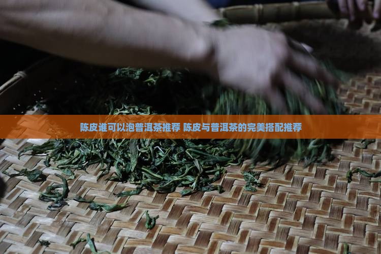 陈皮谁可以泡普洱茶推荐
