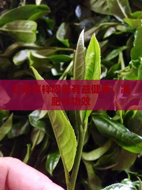 红茶怎样喝最有益