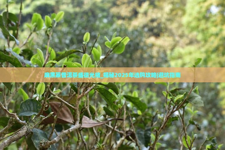 麻黑寨普洱茶盛德光绪
