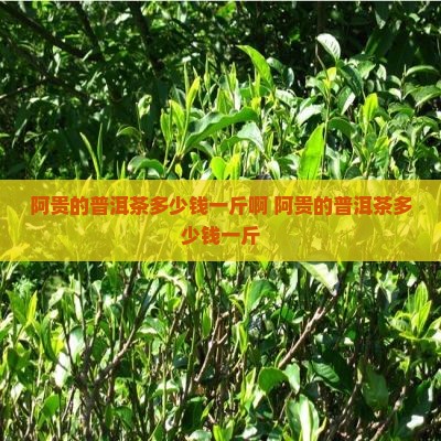 阿贵的普洱茶多少钱一斤