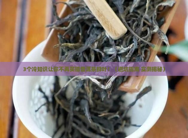 普洱茶鲜叶冷吗