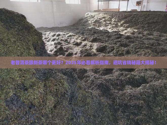 老普洱茶跟新茶