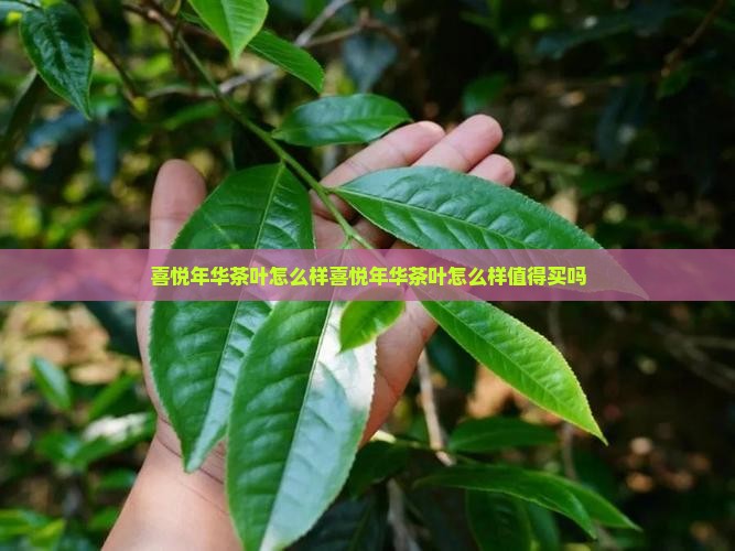 喜悦年华茶叶怎么样