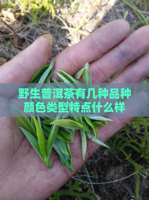 野生普洱茶有几种