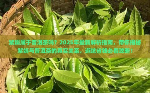 紫娟属于普洱茶吗