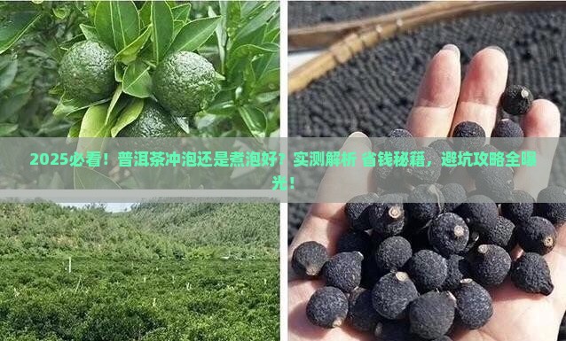 普洱茶是冲泡还是煮泡好