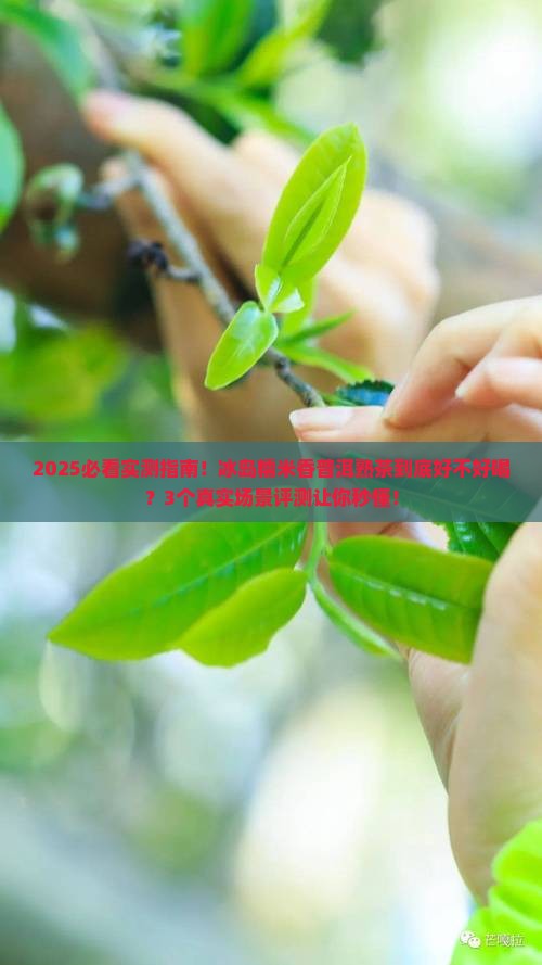冰岛糯米香普洱熟茶怎么样