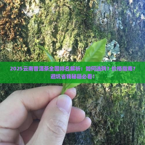 云南普洱茶在全国排名