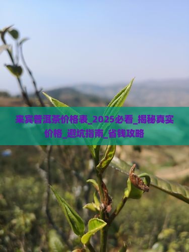 来宾普洱茶价格表