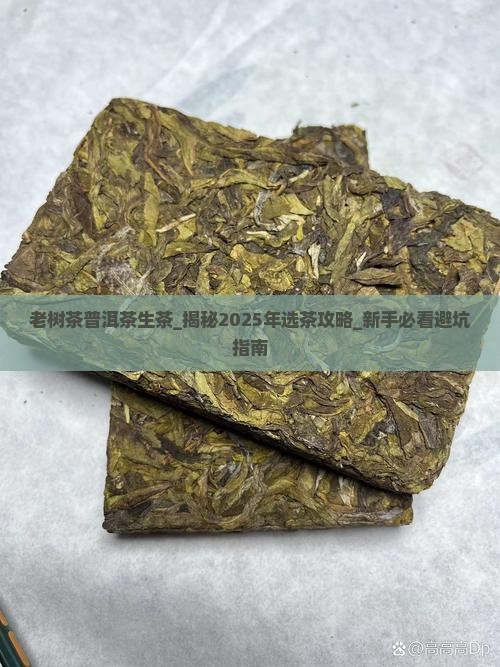 老树茶普洱茶生茶