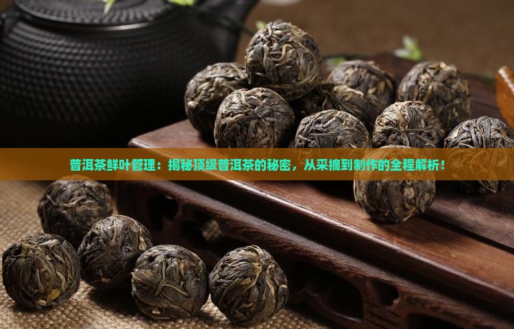 普洱茶鲜叶管理
