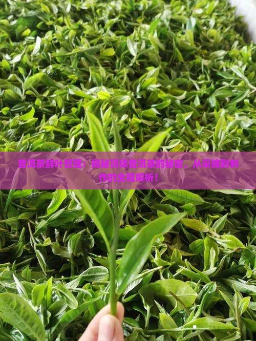 普洱茶鲜叶管理