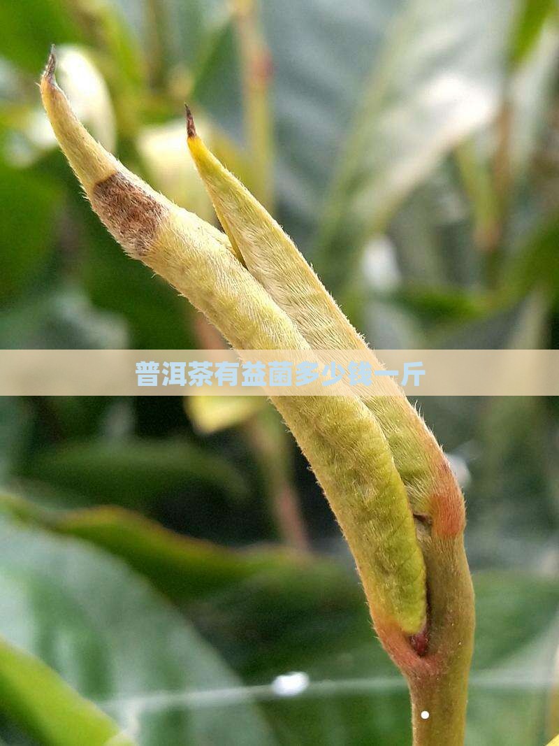普洱茶有益菌多少钱