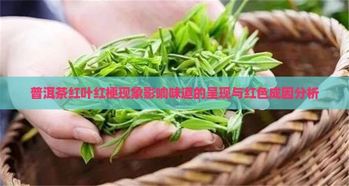 普洱茶的红梗红叶影响味道