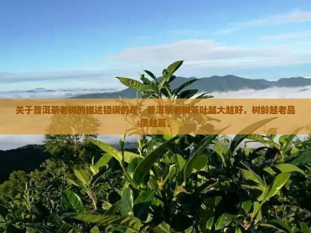 关于普洱茶老树的描述错误的是 关于普洱茶老树的描述错误的是