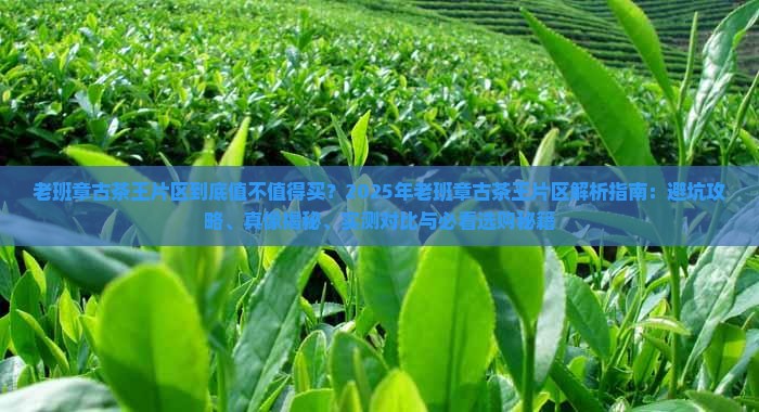老班章古茶王片区