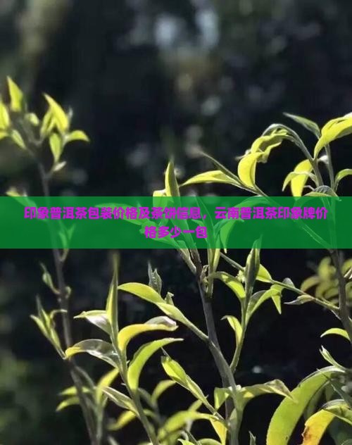 印象普洱茶包装