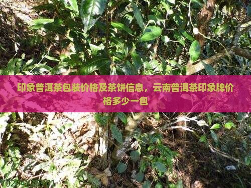 印象普洱茶包装