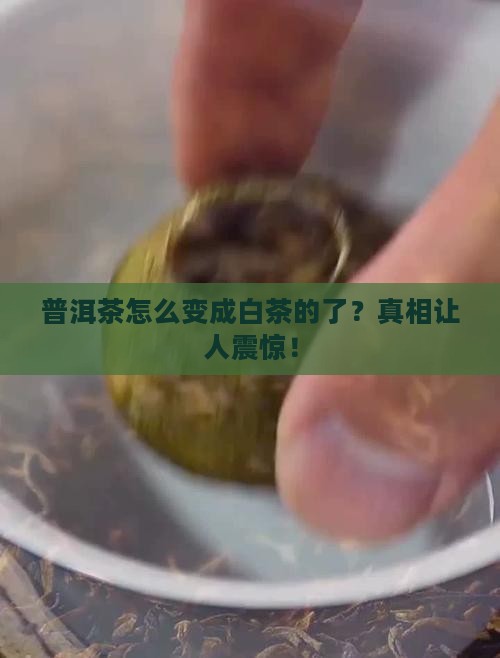 普洱茶怎么变成白茶的了