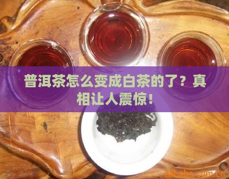 普洱茶怎么变成白茶的了