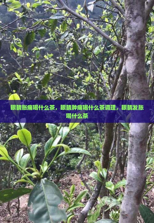 眼睛胀痛喝什么茶