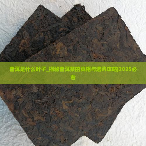 普洱是什么叶子