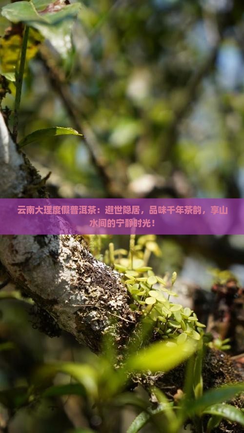 云南大理度假普洱茶