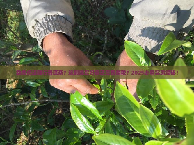 勐库虎运随行普洱茶