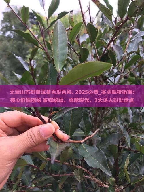 无量山古树普洱茶百度百科