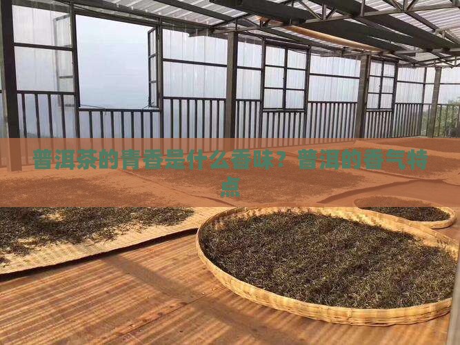 普洱茶的青香是什么香味