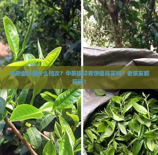 中茶金印是什么档次中茶银印青饼
