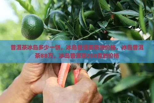 普洱茶冰岛多少一饼
