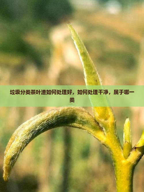 垃圾分类茶叶渣如何处理 垃圾分类茶叶渣如何处理