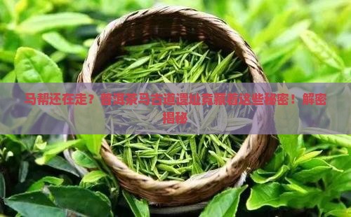 普洱茶马古道马帮遗址
