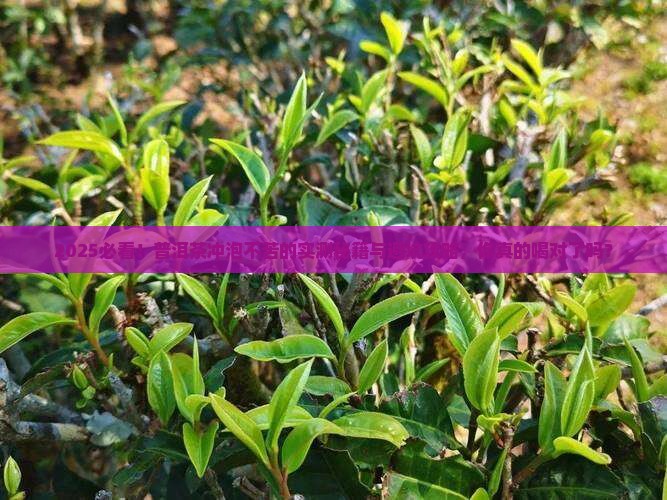 普洱茶的冲泡方法不苦怎么回事