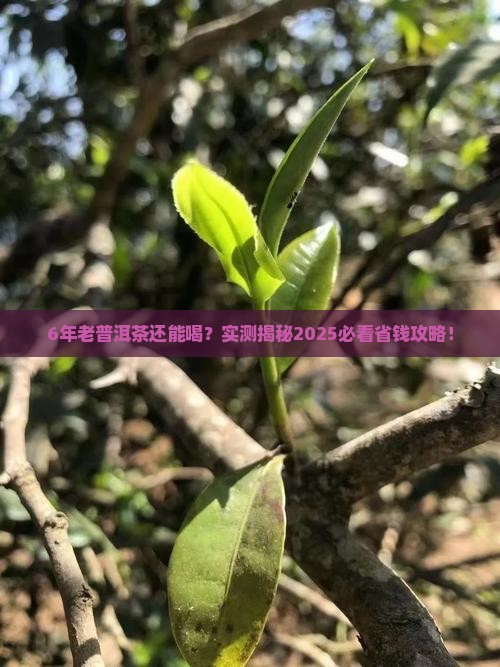 熟普洱茶6年了还能喝吗