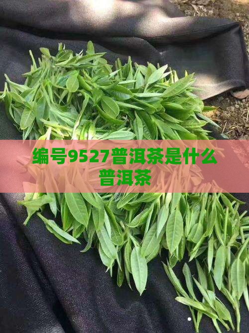 编号9527普洱茶