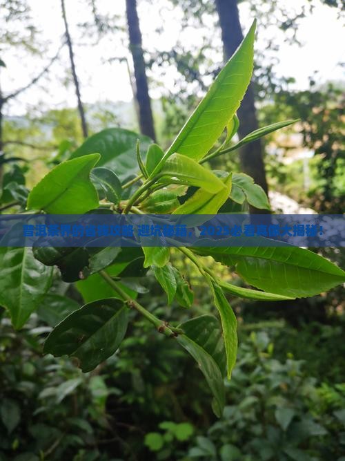 对普洱茶产业发展建议和意见