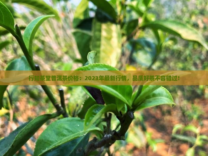 行知茶堂普洱茶价格