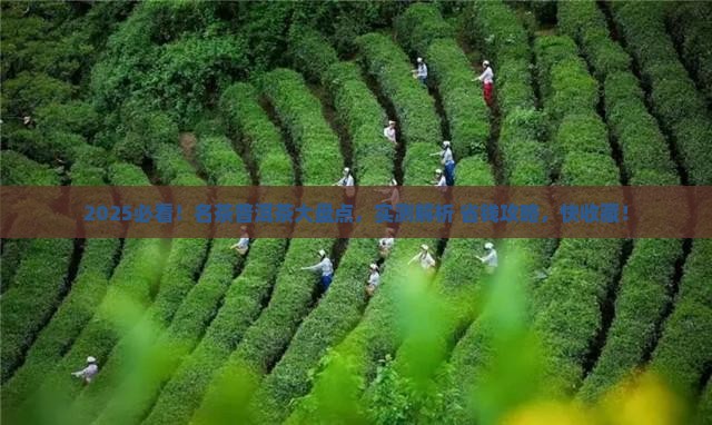 名茶普洱茶有哪些