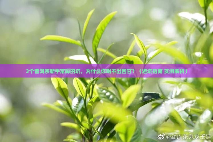 普洱茶回甘很慢