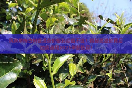 凤庆单株古树普洱茶价格